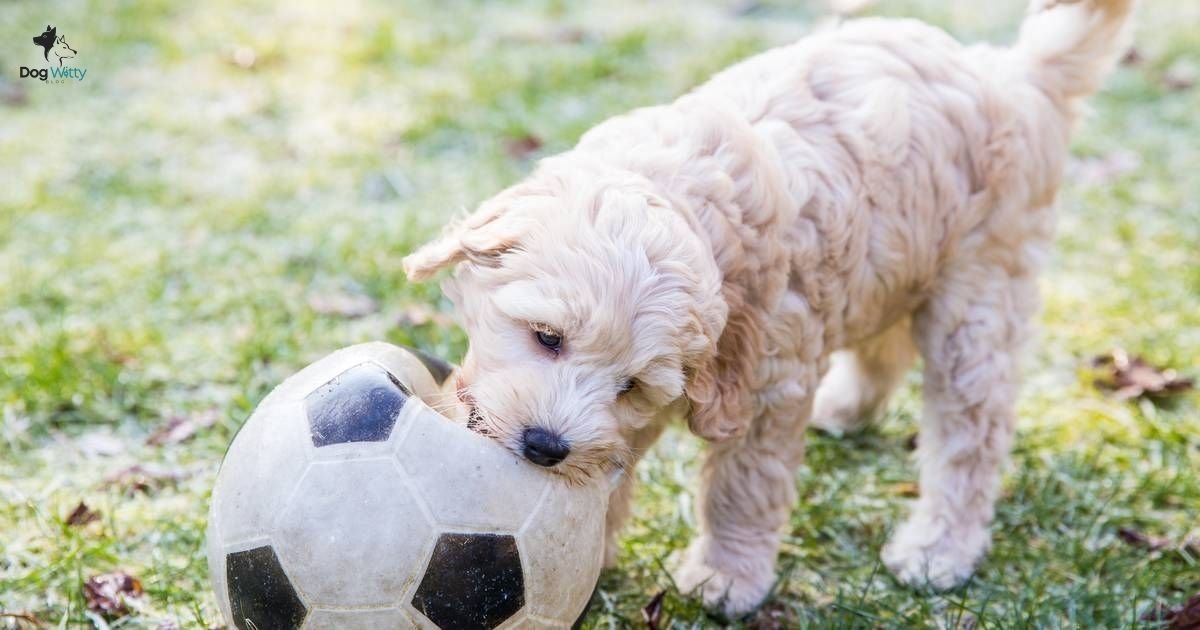 All About Australian Labradoodles