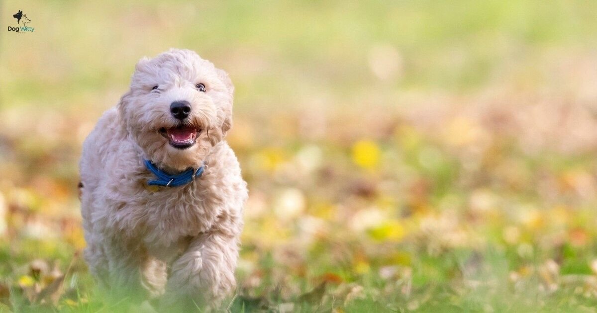 Are Labradoodle Dogs Hypoallergenic?