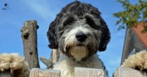 Australian Labradoodle or Aussiedoodle