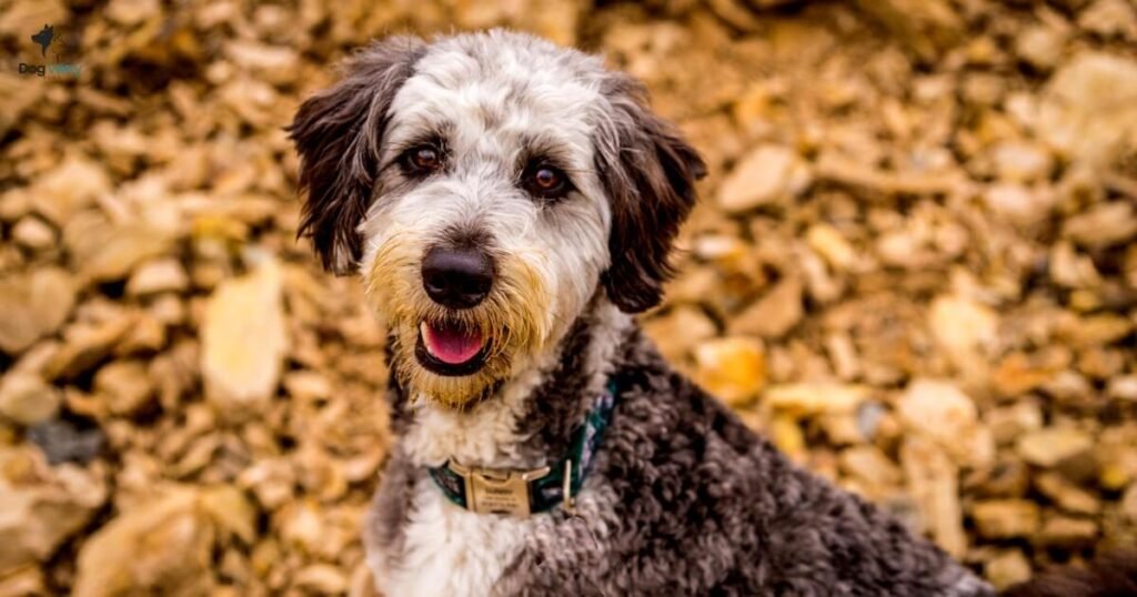 Australian Labradoodles as Service and Therapy Dogs