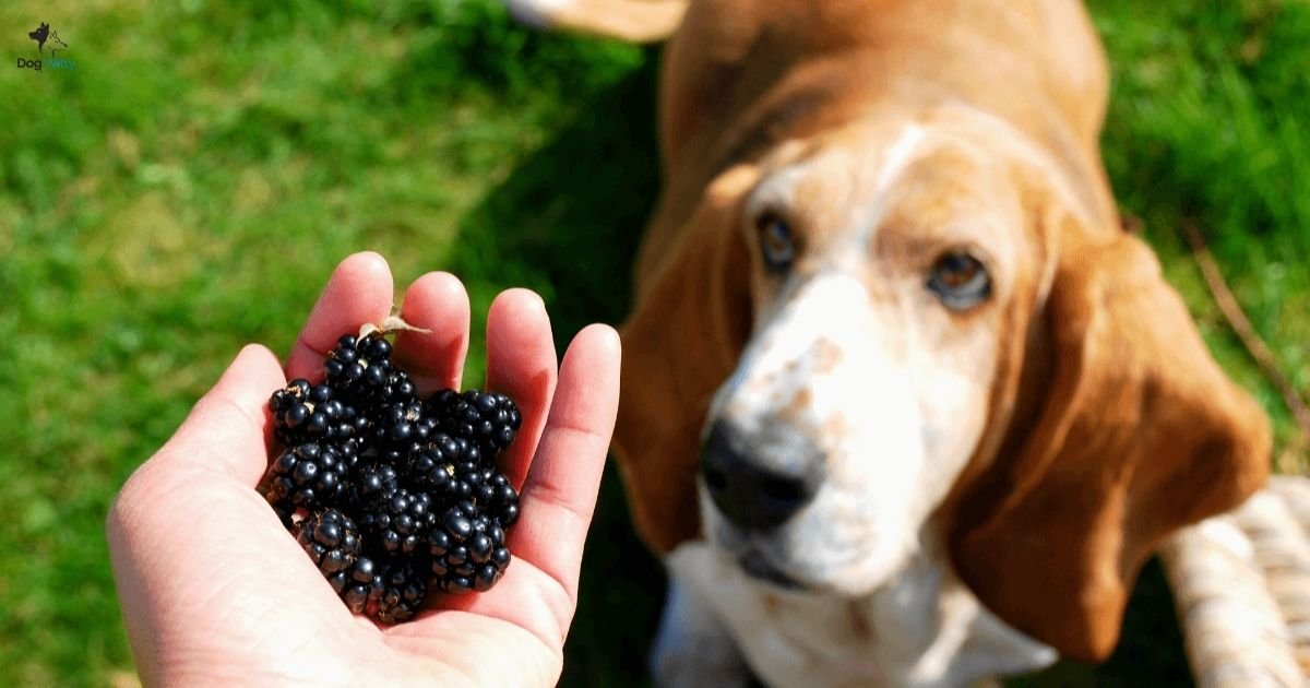 Can Dogs Eat Blackberries?