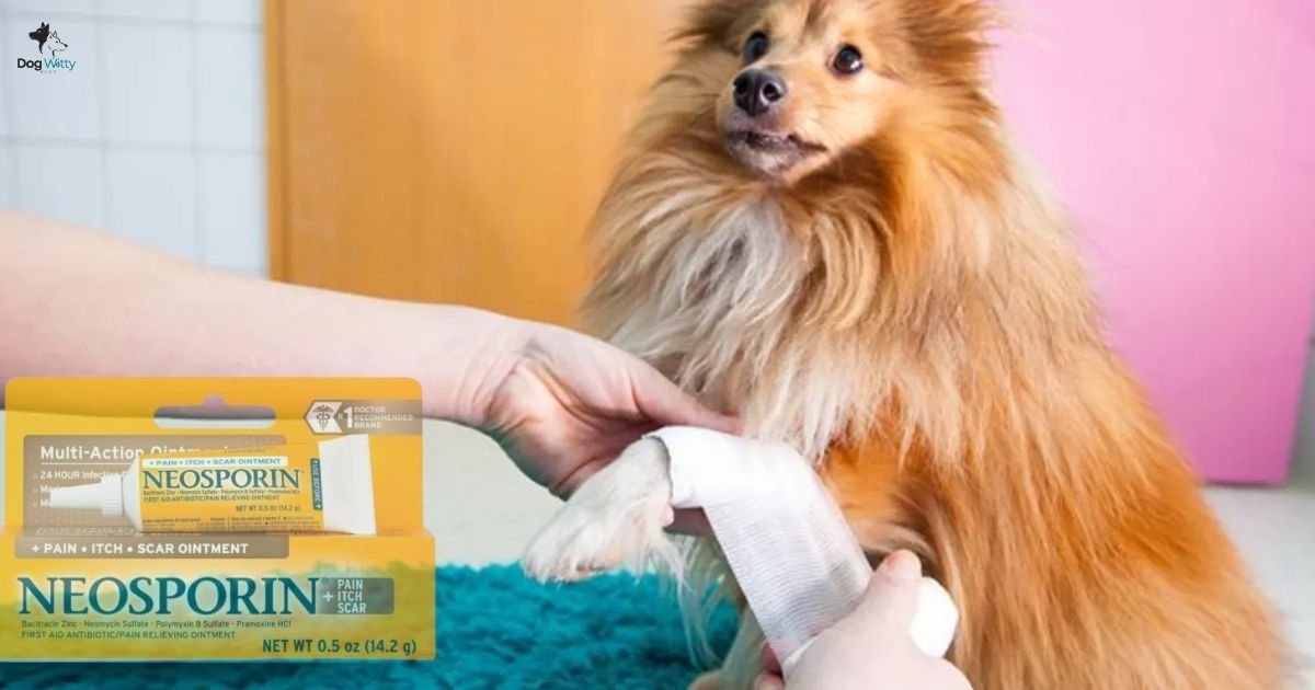 Can You Put Neosporin on a Dog?