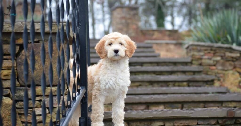 Choosing the Right Miniature Labradoodle for Your Home