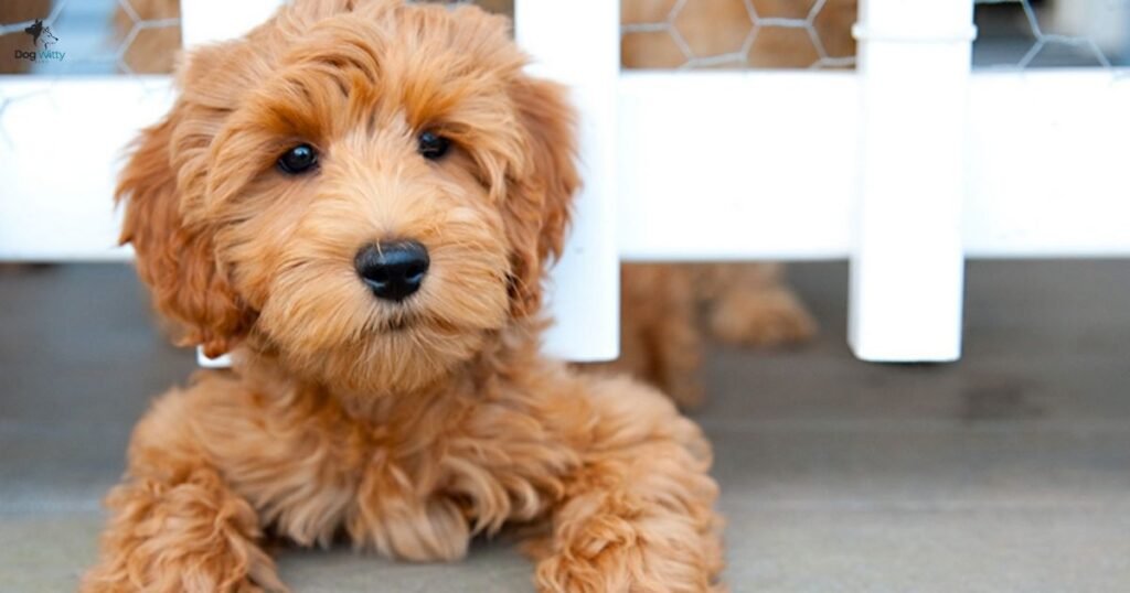 Factors That Affect Labradoodle Puppy Shedding