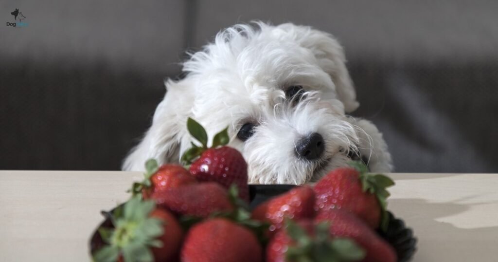 Healthy Alternatives to Blackberries That Dogs Love