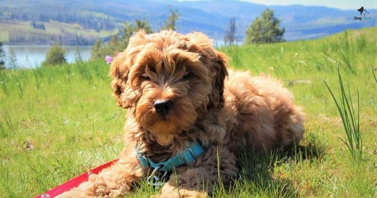 How long do Labradoodles live?