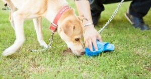 How to Stop Dog from Eating Poop Home Remedies