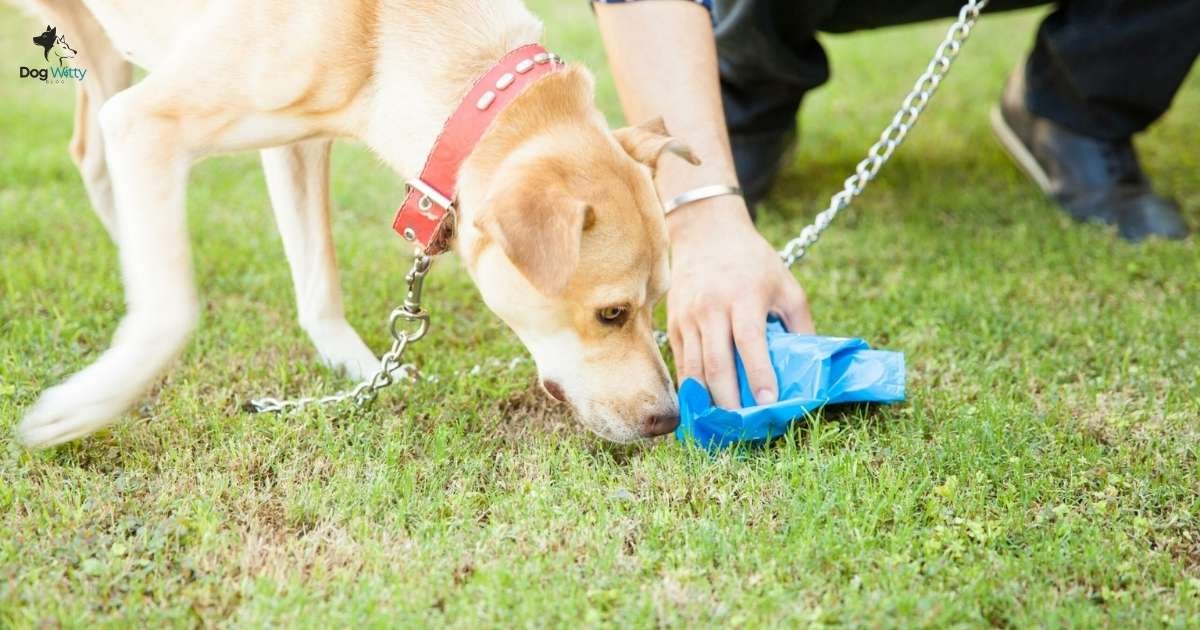 How to Stop Dog from Eating Poop Home Remedies