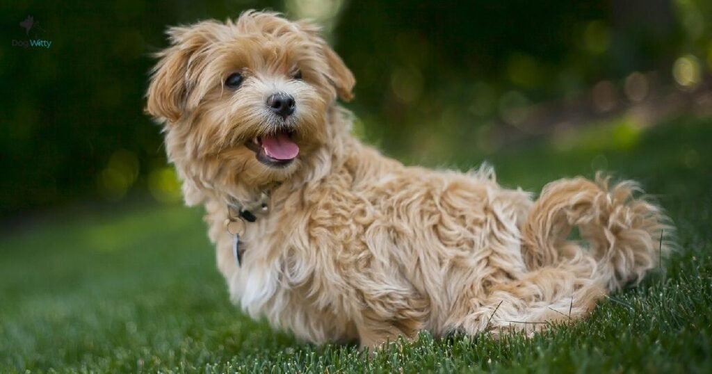 How to Tell If You’re Getting the Right Breed