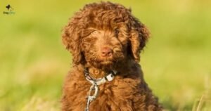 The Marvelous Miniature Labradoodles