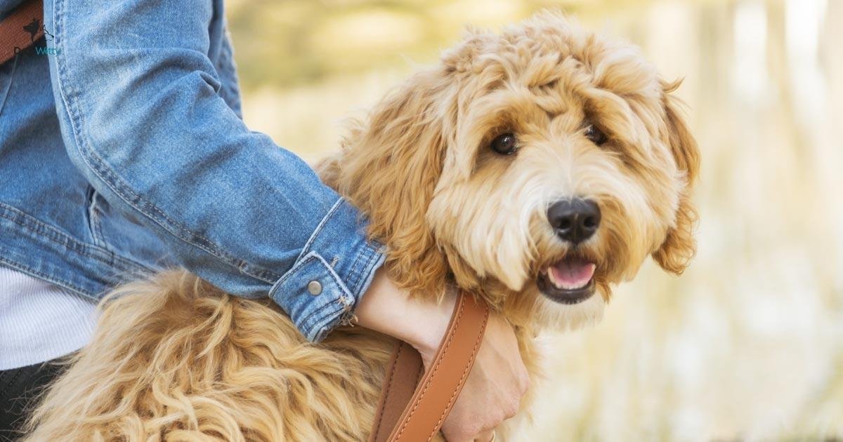 When Do Labradoodle Puppies Stop Growing?