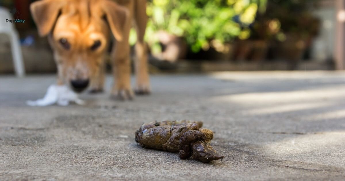 Why Do Dogs Eat Cat Poop?