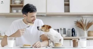 Should I Put My Dog Down if He Is Still Eating?