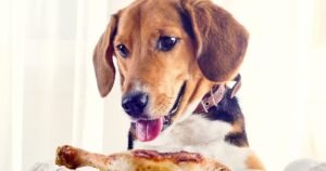 How to Boil Chicken for Dogs