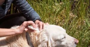 what symbiotic relationship do ticks and dogs have