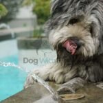 How Long Can a Dog Go Without Water?