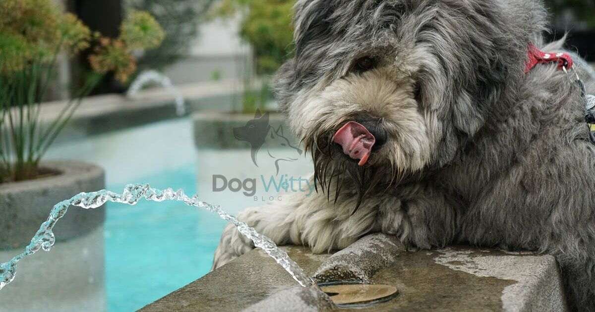How Long Can a Dog Go Without Water?