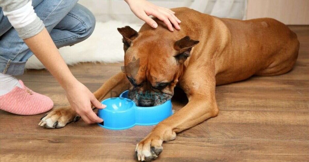Signs of Dehydration in Dogs