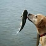 Why Does My Dog Smell Like Fish?