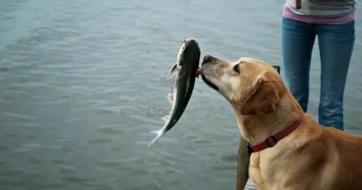 Why Does My Dog Smell Like Fish?