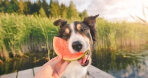 Can Dogs Eat Watermelon?