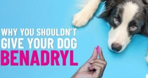 Can I Give My Dog Benadryl?